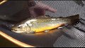 Big Brookie